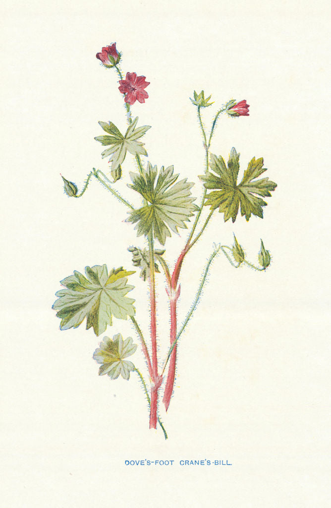 Dove's Foot Crane's-Bill. Wild Flowers by Frederick Edward Hulme c1895 print